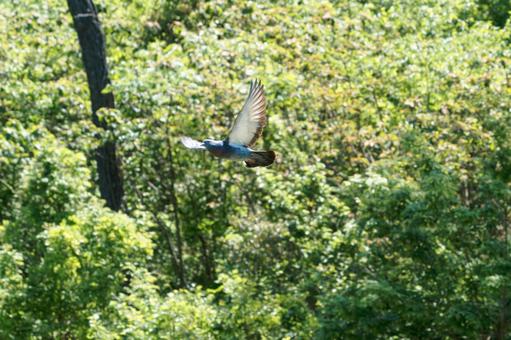 鳩 鳩の写真