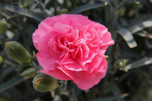 カーネーション　クローズアップ カーネーション,花,さわやかの写真素材