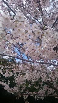 桜の隙間から見える東京の青空 桜の隙間から見える東京の青空の写真