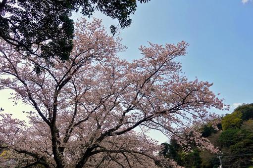 幻想的な里山の桜並木 桜並木,里山,桜の写真素材