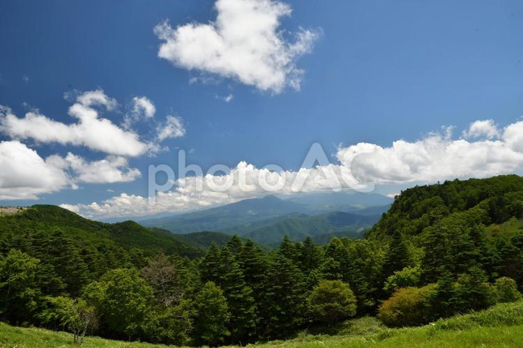美ヶ原高原　青い空と白い雲 草,屋外で,旅の写真素材