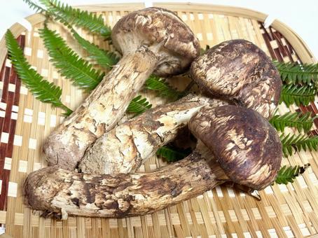 松茸かご入り 松茸,きのこ,食べ物の写真素材