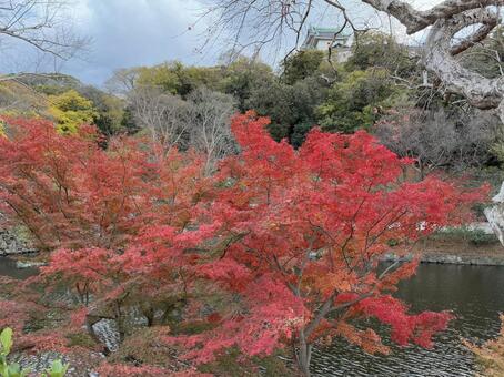 紅葉 もみじ,西の丸庭園,紅葉渓庭園の写真素材