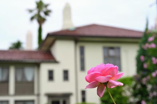 A single rose and a Western-style house, JPG A single rose and a Western-style house, JPG