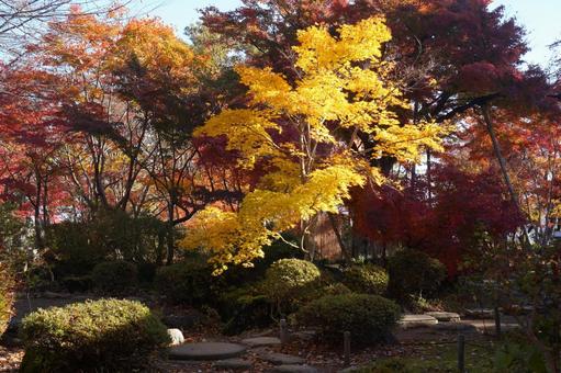 赤く染まった「ももじ園」 紅葉,モミジ,もみじの写真素材