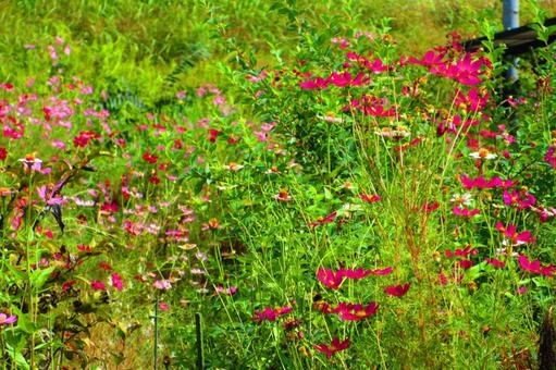 広島県-コスモス 広島県-コスモスの写真
