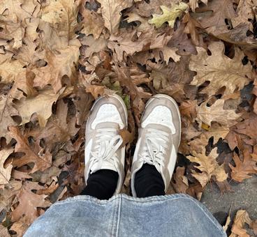 落ち葉 落ち葉,秋,紅葉の写真素材