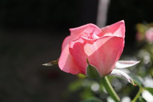 バラ園のきれいな薔薇の写真です バラ園のきれいな薔薇の写真ですの写真