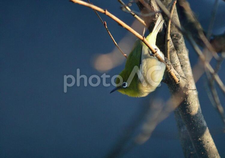 飛び立とうとする、メジロ うぐいす色,めじろ,アイリングの写真素材