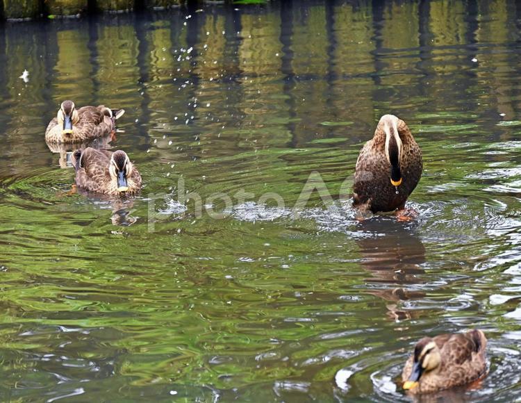 浮かぶカルガモたち 鳥,軽鴨,羽の写真素材