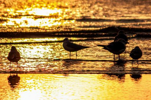 夕焼けに染まる海のカモメ 夕焼けに染まる海のカモメの写真