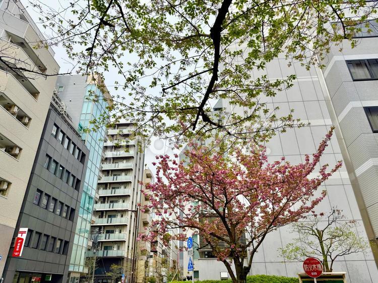 茅場町のビル街と桜の木 空,春,桜の写真素材