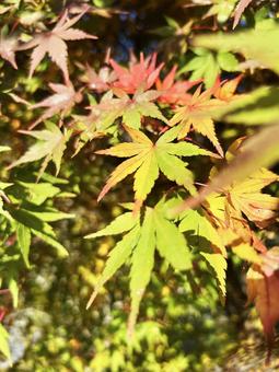 モミジのクローズアップ モミジ,クローズアップ,紅葉の写真素材