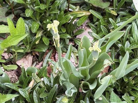 花が散ったチューリップ 花が散ったチューリップの写真