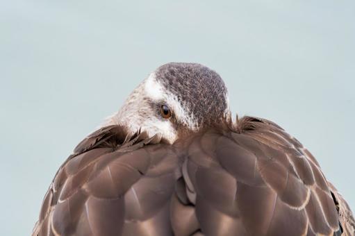羽に顔をうずめて休むカルガモ 羽に顔をうずめて休むカルガモ カルガモ,鴨,鳥の写真素材