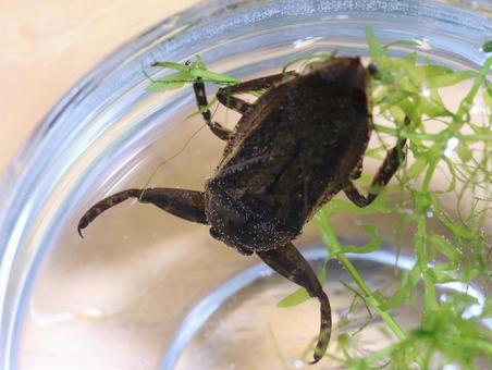 Photo, insect, aquatic insects, tagame, 