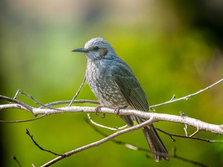 枝にとまるヒヨドリ 枝にとまるヒヨドリ ヒヨドリ,野鳥,鳥の写真素材