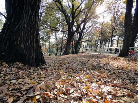 秋の砧公園の落ち葉の絨毯の写真