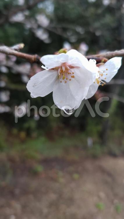 雨のサクラ サクラ,桜,雨の写真素材
