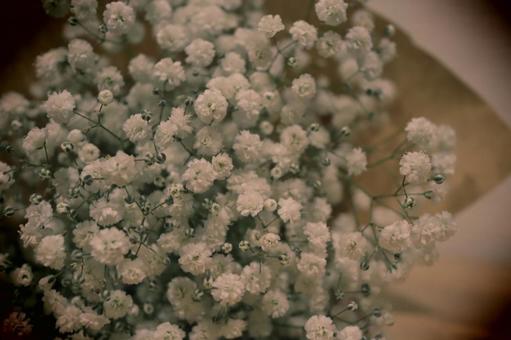 Gypsophila Gypsophila