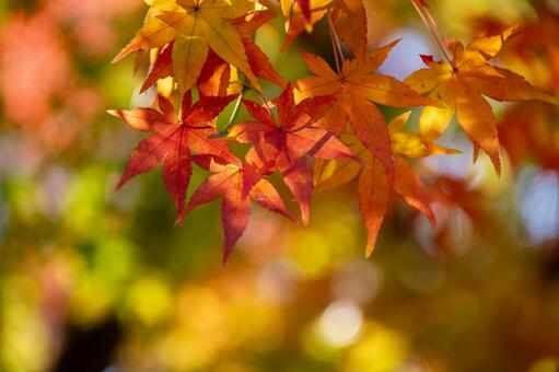 秋色に染まりつつある紅葉の葉 紅葉,もみじ,秋の写真素材