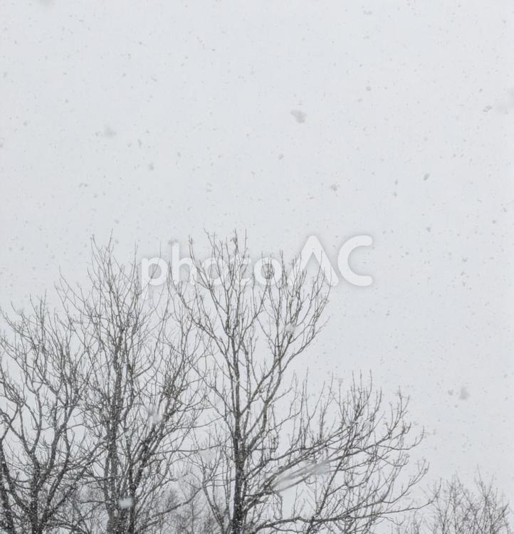 冬の森林 冬,雪,森林の写真素材