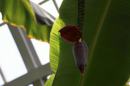 アップルバナナの花のアップ アップルバナナ,花,アップの写真素材