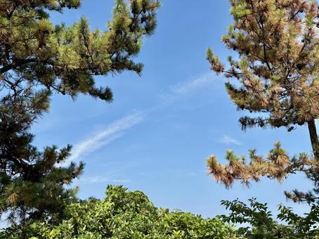 公園で見た空 公園で見た空 空,晴れ,自然の写真素材