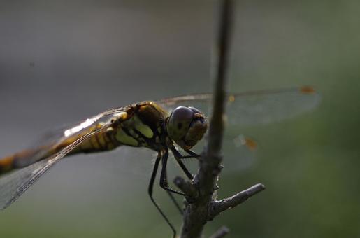 夕方の枝にとまるトンボ トンボ,むし,自然の写真素材