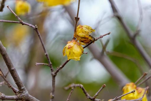 冬の終わりに咲く蝋梅の花 冬の終わりに咲く蝋梅の花の写真