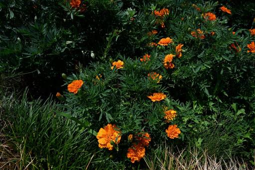 希望の丘農園で撮ったマリーゴールドの花 希望の丘農園で撮ったマリーゴールドの花の写真