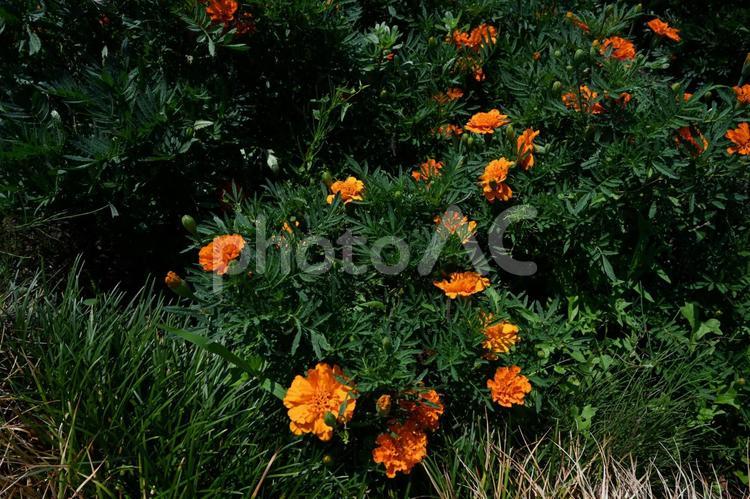 希望の丘農園で撮ったマリーゴールドの花 マリーゴールド,オレンジの花,虫除けの写真素材