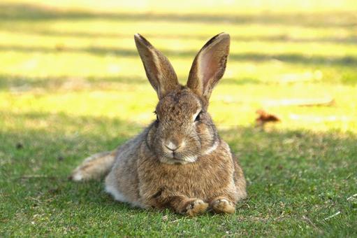 広島県大久野島の茶色いウサギ うさぎ,卯,干支の写真素材