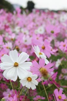 コスモス畑 コスモス,かわいい,秋の写真素材