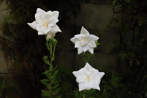 白いキキョウの花 白いキキョウの花 植物,花,花びらの写真素材