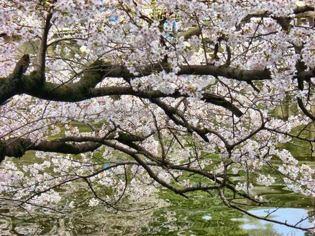 清水公園の桜-34 清水公園の桜-34の写真