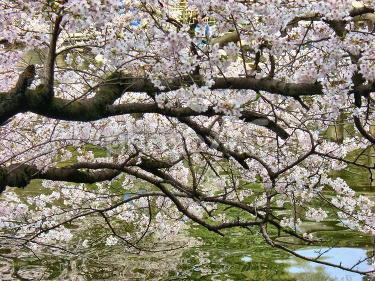 清水公園の桜-34 清水公園,千葉県野田市,桜の木の写真素材