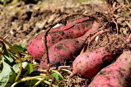 サツマイモの収穫 サツマイモ,さつまいも,食べ物の写真素材