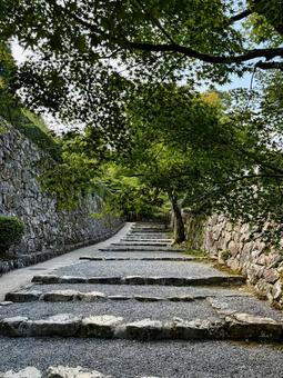 石段 道,自然,晴れの写真素材