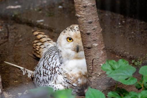 シロフクロウ 井の頭動物園 シロフクロウ,フクロウ,梟の写真素材