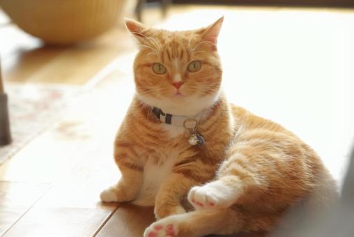 明るいリビングでリラックスする茶トラ猫 明るいリビングでリラックスする茶トラ猫 猫,ねこ,茶トラの写真素材