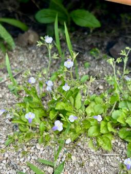 トキワハゼ（常盤爆）の小さな紫の花 トキワハゼ,雑草,花の写真素材
