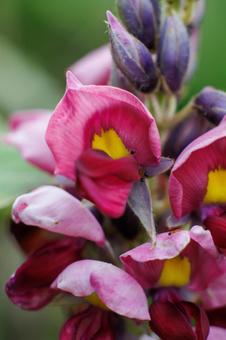 妖艶な赤い花を咲かせる葛 花,植物,自然の写真素材