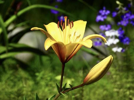 きれいな花 きれいな花の写真