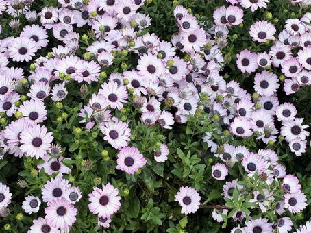 花壇 花壇の写真
