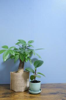 パキラと小さなペペロミア パキラと小さなペペロミア 観葉植物,パキラ,ペペロミアの写真素材