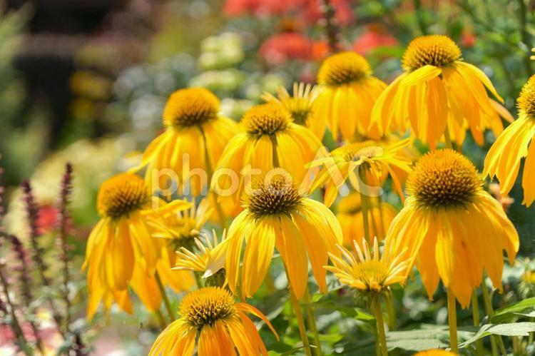 エキナセア エキナセア,黄色い花,きれいな花の写真素材
