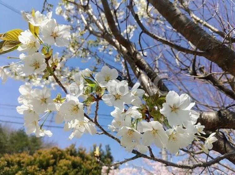 青空と桜 青空と桜 空,桜,春の写真素材