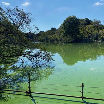 井の頭公園 井の頭公園 井の頭公園,池,緑の写真素材