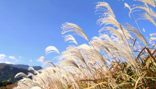 秋の風物詩 ススキと青空 秋の風物詩 ススキと青空の写真